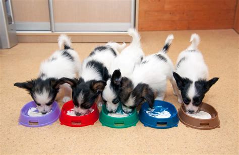 Chihuahua kölyök cumisüvegből eszik