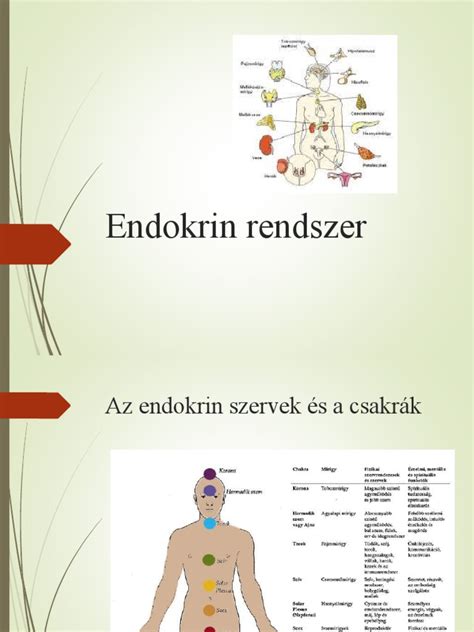 Endokrin rendszer sematikus ábrája