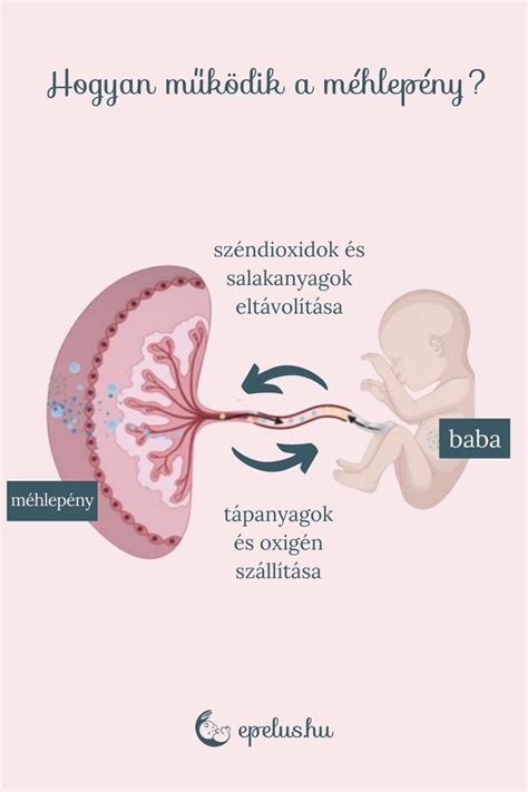 A méhlepény működése