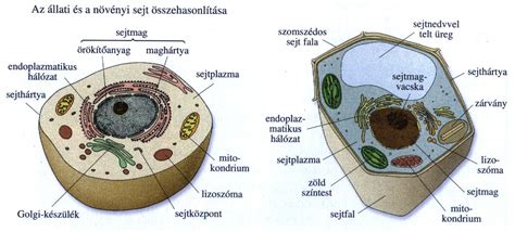 emberi és állati sejtek mikroszkópos képe