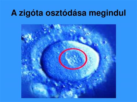 A zigóta osztódása és a beágyazódás a méhfalba