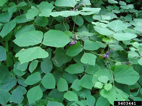 Pueraria lobata (kudzu) virágzó növény