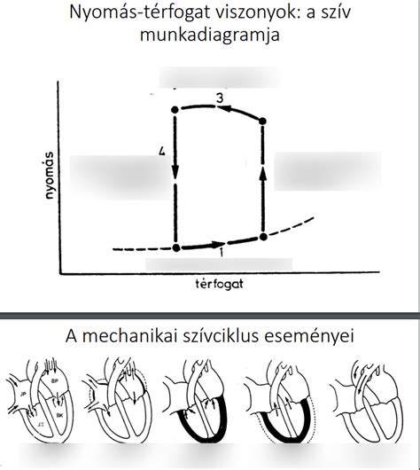 Szív fejlődési rendellenességek diagram