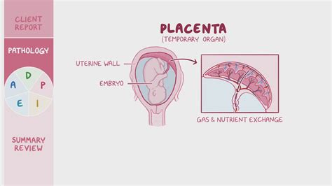 A placenta szerepe a magzati védelemben