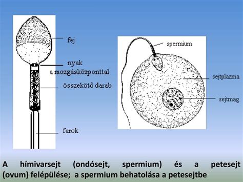 Spermium és petesejt találkozása
