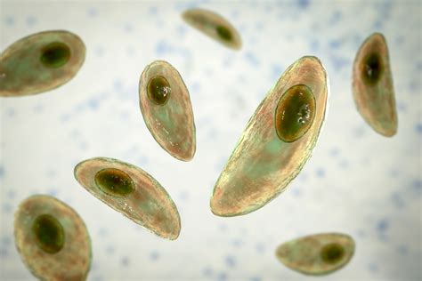 toxoplazma gondii mikroszkóppal