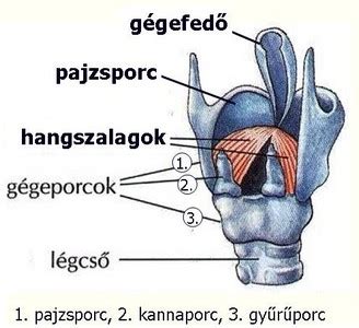 A gége felépítése és a hangszalagok