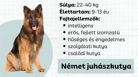 Egészséges német juhászkutya étrend