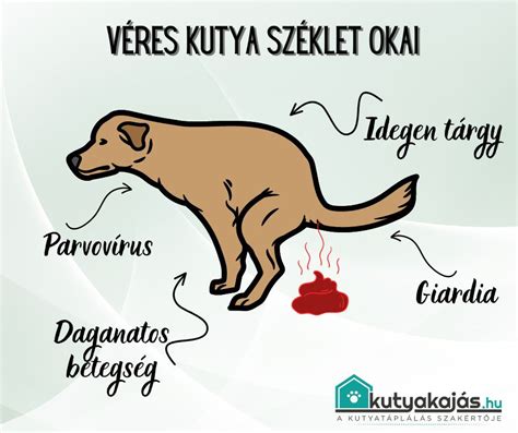 Kutya fésülése