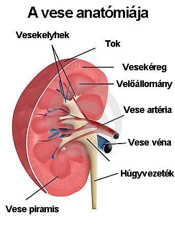 A vese anatómiája terhesség alatt