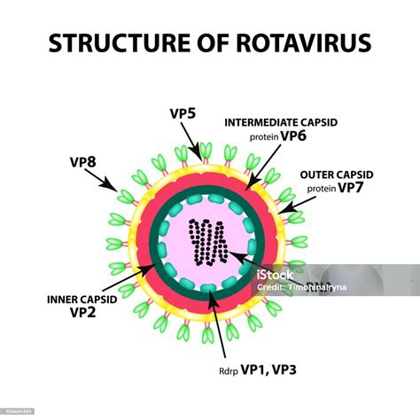 Rotavírus terjedési útjai