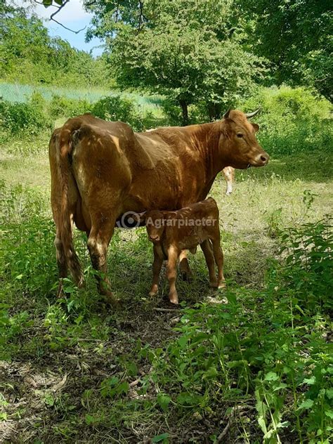 Borjú születésekor a megfelelő pozíció illusztrációja