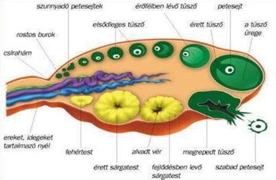 A fiú nemi szervek anatómiai felépítése