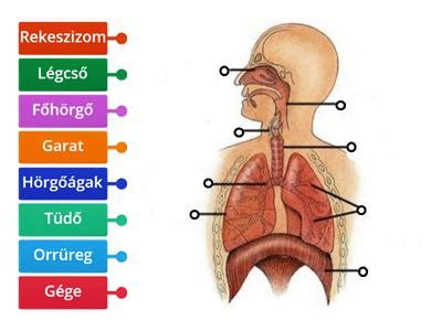 A kislányok nemi szerveinek anatómiai felépítése