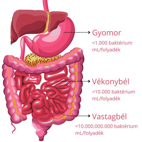 A gyomor nyálkahártyájának rétegei