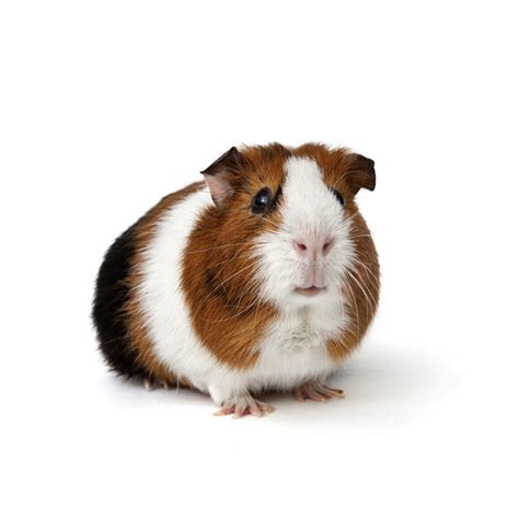 Tengerimalac falkát ábrázoló kép