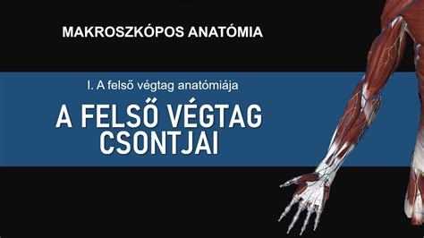 A gyermek fülének anatómiája