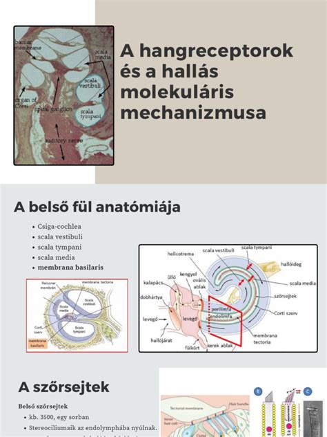 A tolófájások mechanizmusa és a baba elhelyezkedése