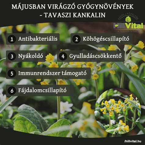 Orvosi sztetoszkóp és gyógynövények