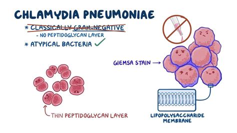 A Chlamydia pneumoniae életciklusa