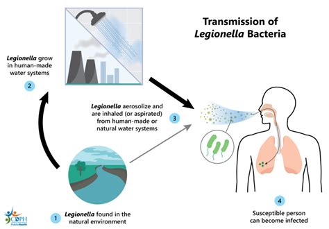 A Legionella pneumophila terjedése és okozott betegségei