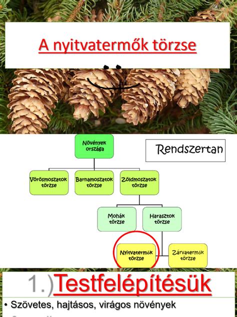 A nyitvatermők törzsfejlődése