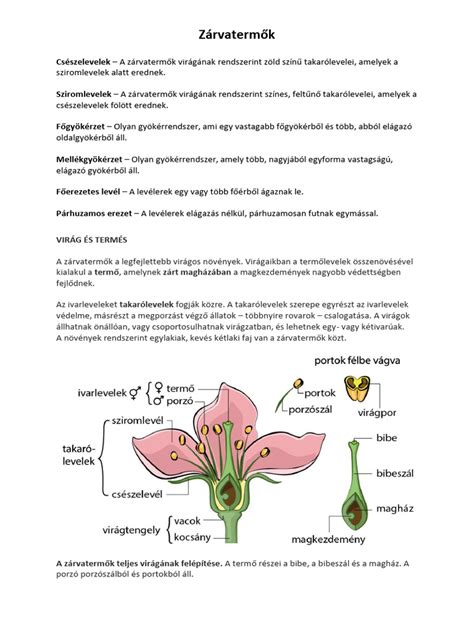 A zárvatermők kettős megtermékenyítésének sematikus ábrája