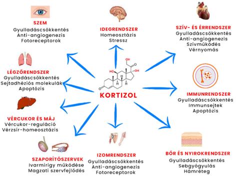 grafikon a kortizolszint napi ingadozásáról