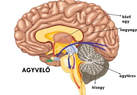 Az emberi agy és a kisagy elhelyezkedése