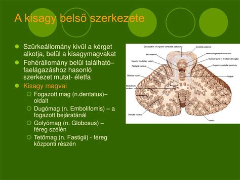 A kisagy belső szerkezete és lebenyei
