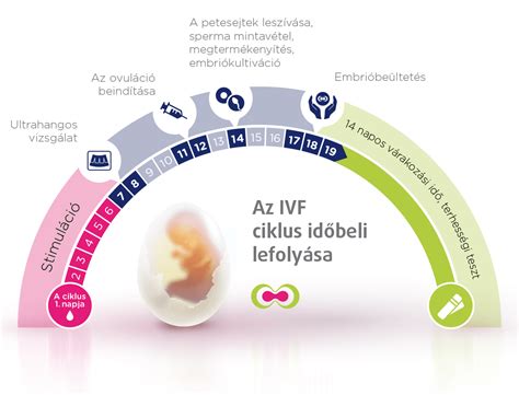 az in vitro megtermékenyítés (IVF) laboratóriumi lépései