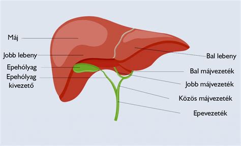 A máj és az enzimek elhelyezkedése a szervezetben