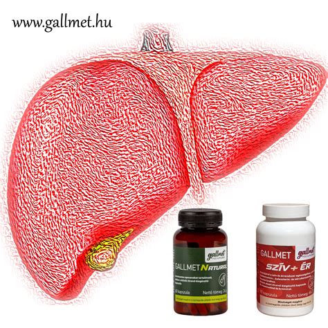 Májenzimek összefüggése