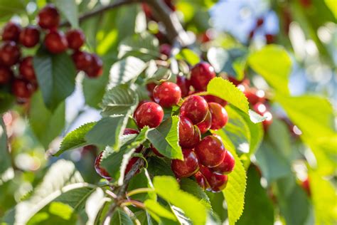 metszett cseresznyefa