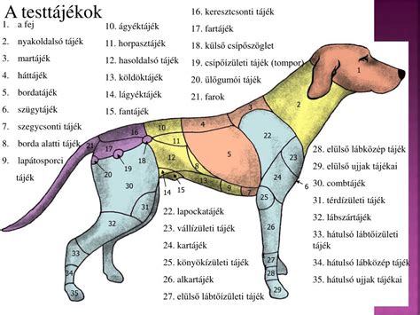 A méhnyak anatómiája, a külső és belső méhszáj elhelyezkedése