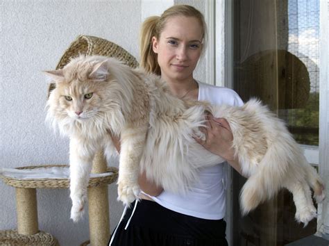 Maine Coon cica fejlődési táblázat
