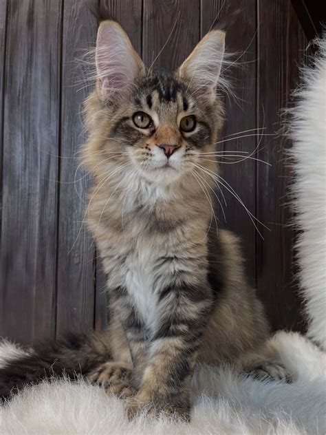 Maine Coon etetése