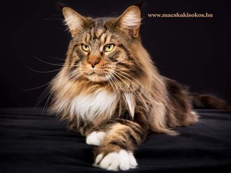Maine Coon macska felnőtt táplálása