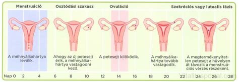 Infografika a női menstruációs ciklus fázisairól