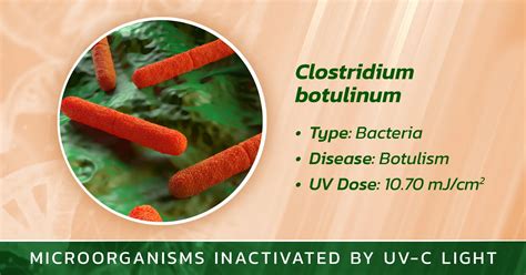 Clostridium botulinum baktérium sematikus ábrája