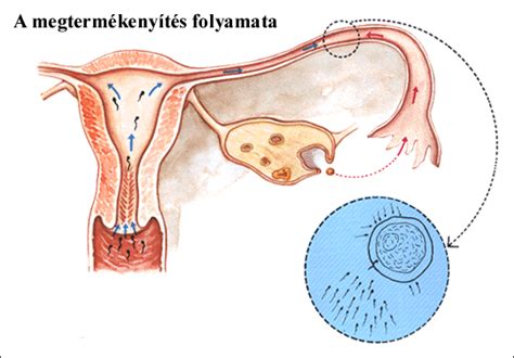A petesejt-megtermékenyítés folyamata