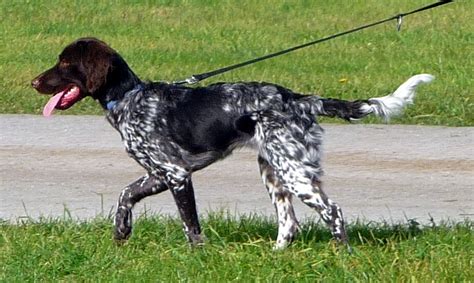 Münsterlandi vizsla portré