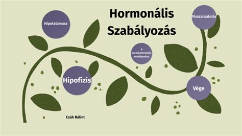 A hormonális szabályozás sematikus ábrája