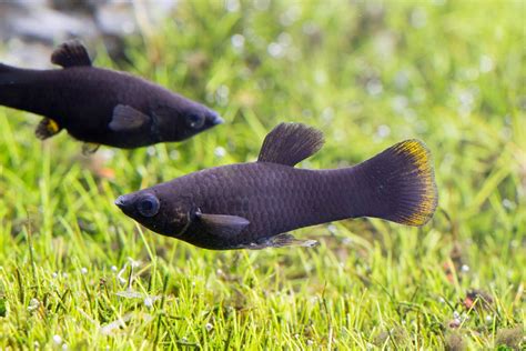 A black molly (Poecilia sphenops) története és tenyésztése