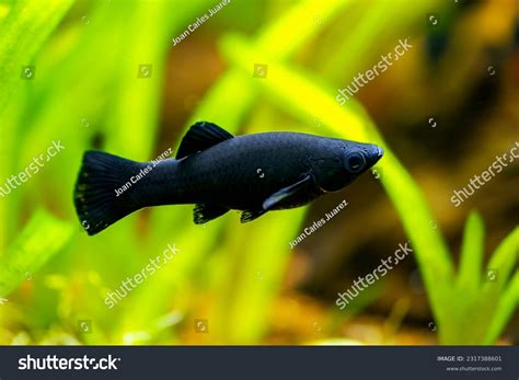 A black molly nőstények vemhességi jelei