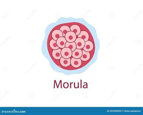 Morula és blasztociszta stádium