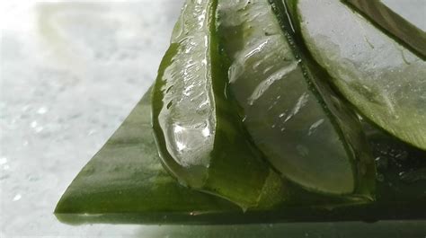 Aloe vera növény és a belőle készült ital