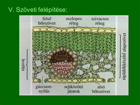 A kisagy szövettani metszete és rétegei