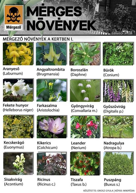 Mérgező kerti növények