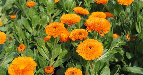 A körömvirág növény (Calendula officinalis)
